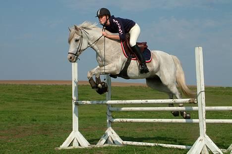 Tysk Sportspony Shadow 79 {Solgt}  - 16 sep 06<3  billede 15