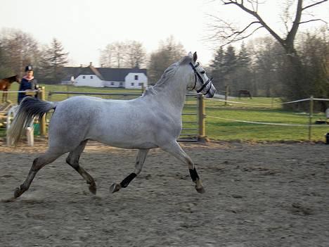 Anden særlig race Mirco(solgt) - 8) Mirco<3 billede 8