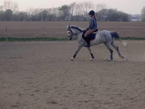 Anden særlig race Mirco(solgt) - 9) Mirco rider dressur. billede 9