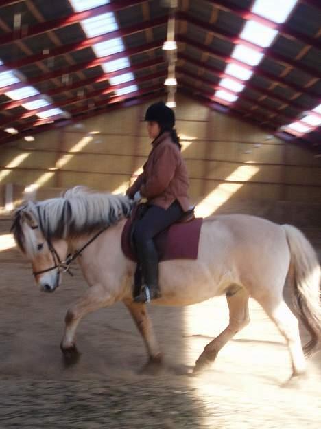 Fjordhest Claus - Dressur igen.. billede 5