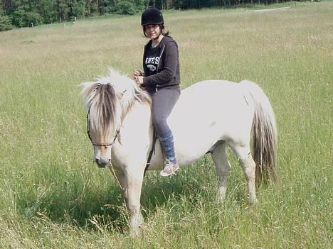 Fjordhest Claus - Fin parade :D ( Stoooor vom :´D ) billede 10