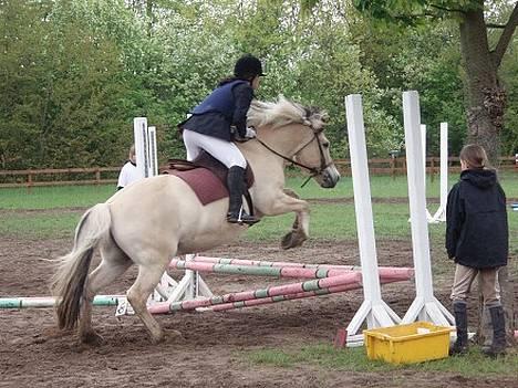 Fjordhest Claus - Springstævne :D  billede 12