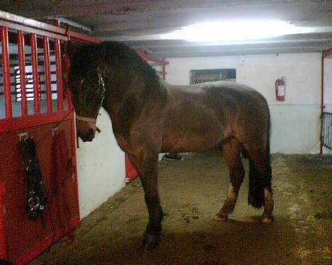 Oldenborg Joy -> R.I.P Altid savnet - JoY som en rigtig fotomodel ;o) billede 7