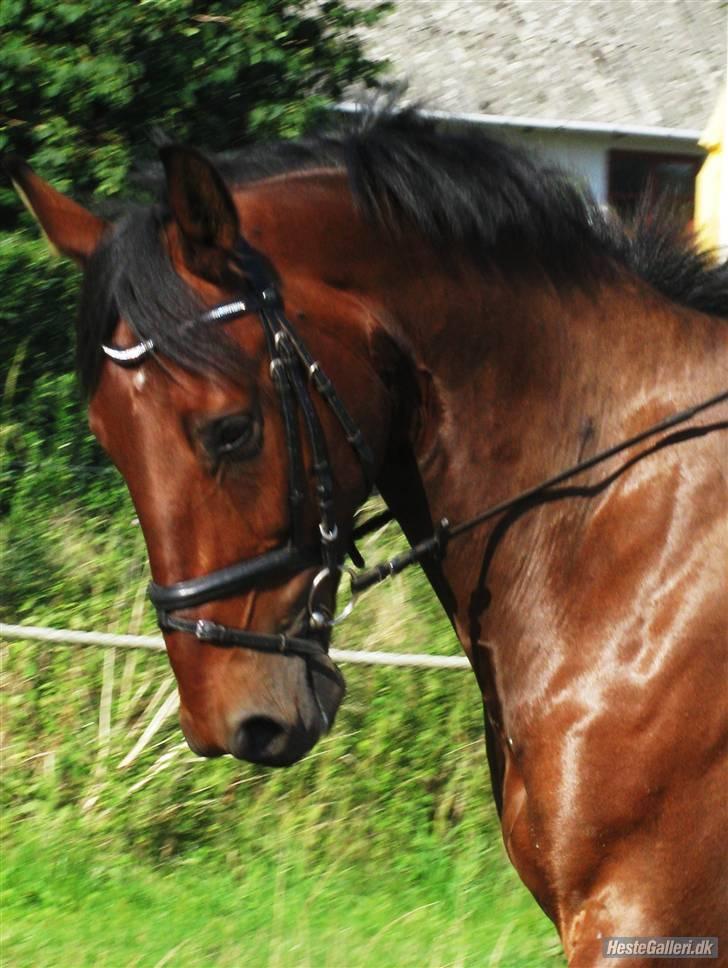 Dansk Varmblod Rocky af Lilleris - 4# billede 4