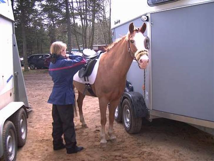 Anden særlig race Jack - Første stævne med I BIG billede 7