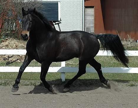 Oldenborg Grock Birkehøj *Solgt* billede 12