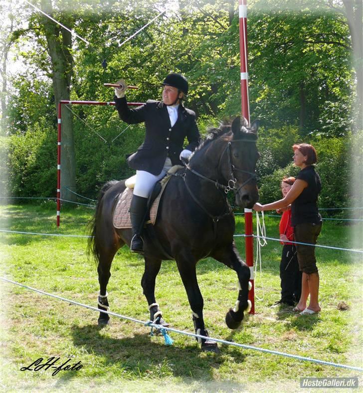 Oldenborg Grock Birkehøj *Solgt* billede 14