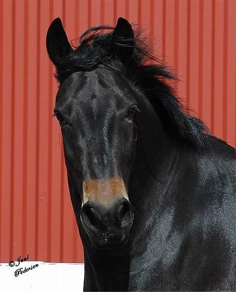 Oldenborg Grock Birkehøj *Solgt* billede 18