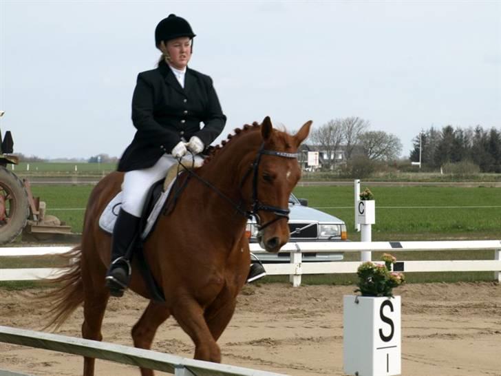 Dansk Varmblod Azarro Z RIP - JMR 2008 - foto: Louise Esholm Jensen billede 6