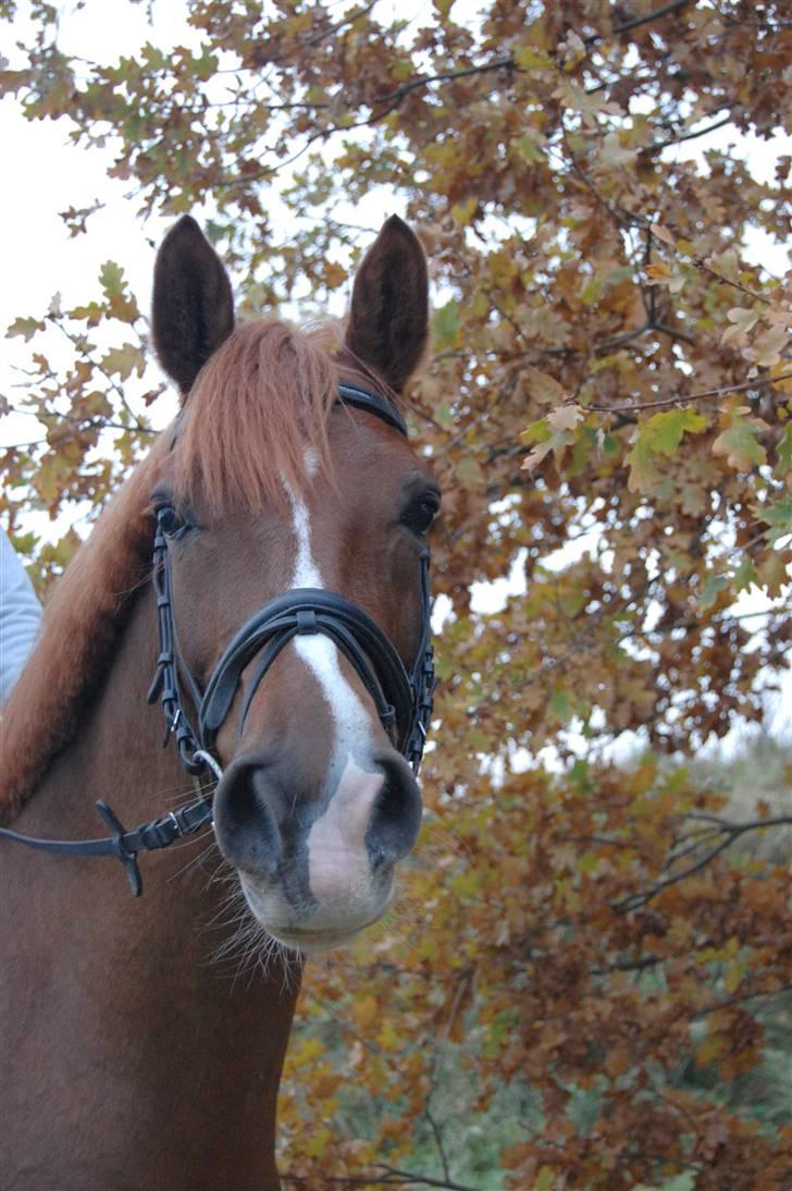 Hollandsk Sportspony Divino Van Stal Romano billede 1