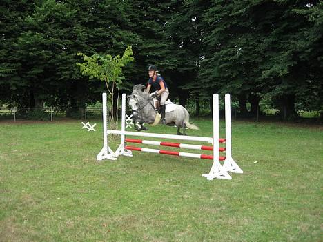 Welsh Mountain (sec A) Elvis Pony - Elvis og jeg springer billede 16