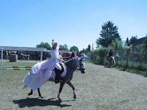 Welsh Mountain (sec A) Elvis Pony - Til Kostyme springning til det fynske dyreskue vandt selve springningen og samlet en flot 2 plads med kun 1 point foreskel ! ! ! billede 19