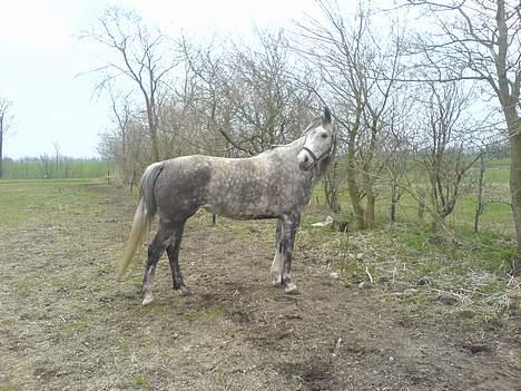Anden særlig race Tessa *Solgt* billede 3