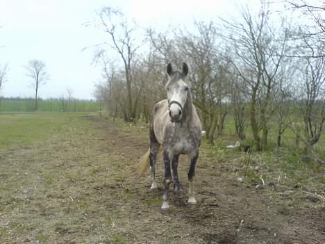 Anden særlig race Tessa *Solgt* - heey, har du mad med? billede 4