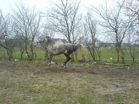 Anden særlig race Tessa *Solgt* billede 5