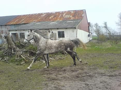 Anden særlig race Tessa *Solgt* billede 6