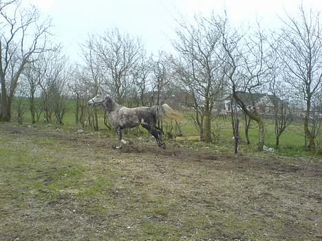 Anden særlig race Tessa *Solgt* billede 7