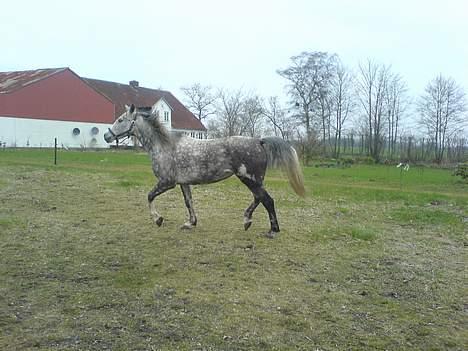 Anden særlig race Tessa *Solgt* billede 8