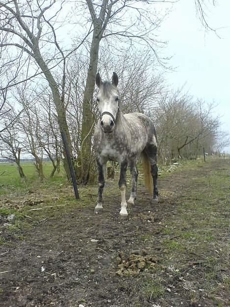 Anden særlig race Tessa *Solgt* billede 9