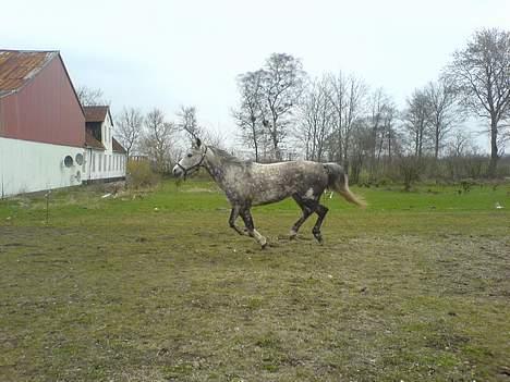 Anden særlig race Tessa *Solgt* billede 10