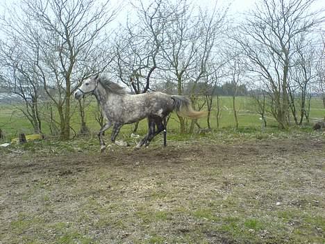 Anden særlig race Tessa *Solgt* billede 11