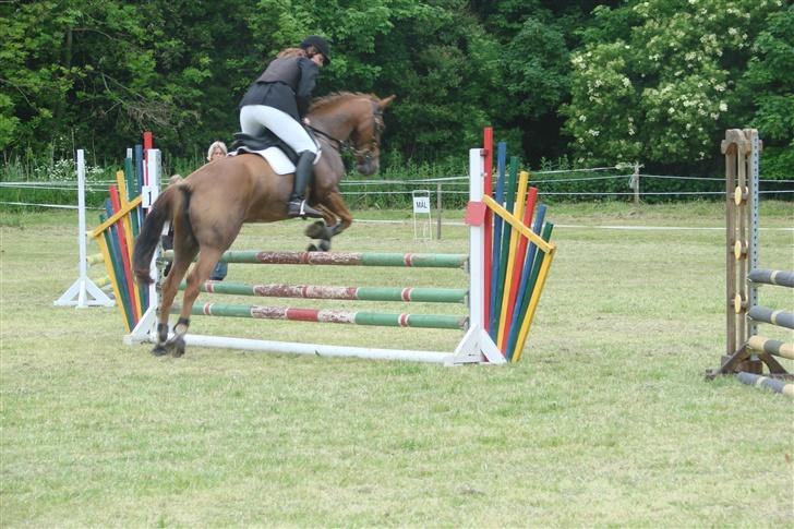 DSP Englykkes Ginger - Lc i Hyllebjerg  billede 6