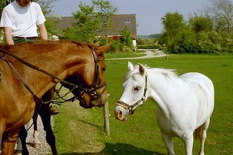 DSP Englykkes Ginger - Min gamle pony og Ginger billede 10