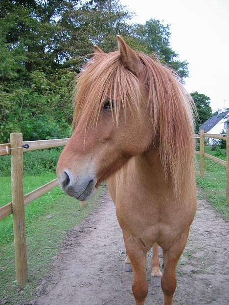 Islænder Óðinn fra Toves Mark - Smukke Óðinn [Taget af mig] billede 1