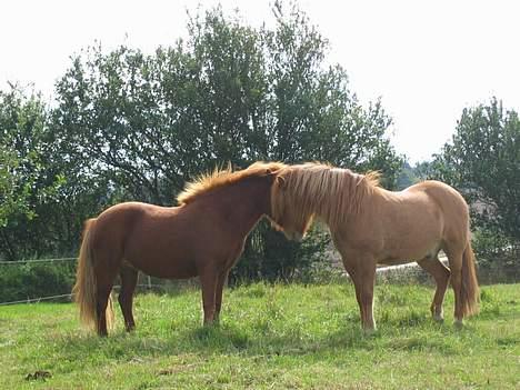 Islænder Óðinn fra Toves Mark - Elsker det billede <3 Óðinn leger hingst . [Taget af Mig] billede 5