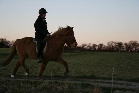 Islænder Óðinn fra Toves Mark - Trav på grusvejen [Taget af Anne Comlossy] billede 6