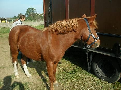 Anden særlig race Buster (Solgt) - Bøsse krøller  billede 17