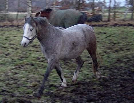 DSP Flicka  - Min gamle pony Flicka ifol (Vinteren 2004) Før jeg fik hende  billede 3