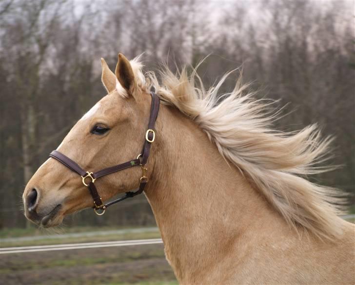 Palomino Chess Stauslykke. - Chess (d. 12 april 2008) "Julie R" billede 3