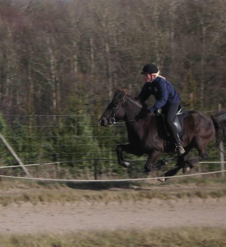 Islænder Nöf frá Bergsstöðum - Flyvedyr :D billede 2
