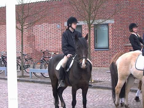 Hollandsk Sportspony Mark solgt (efterlyses) - Den 23/4-06 - På tur billede 19