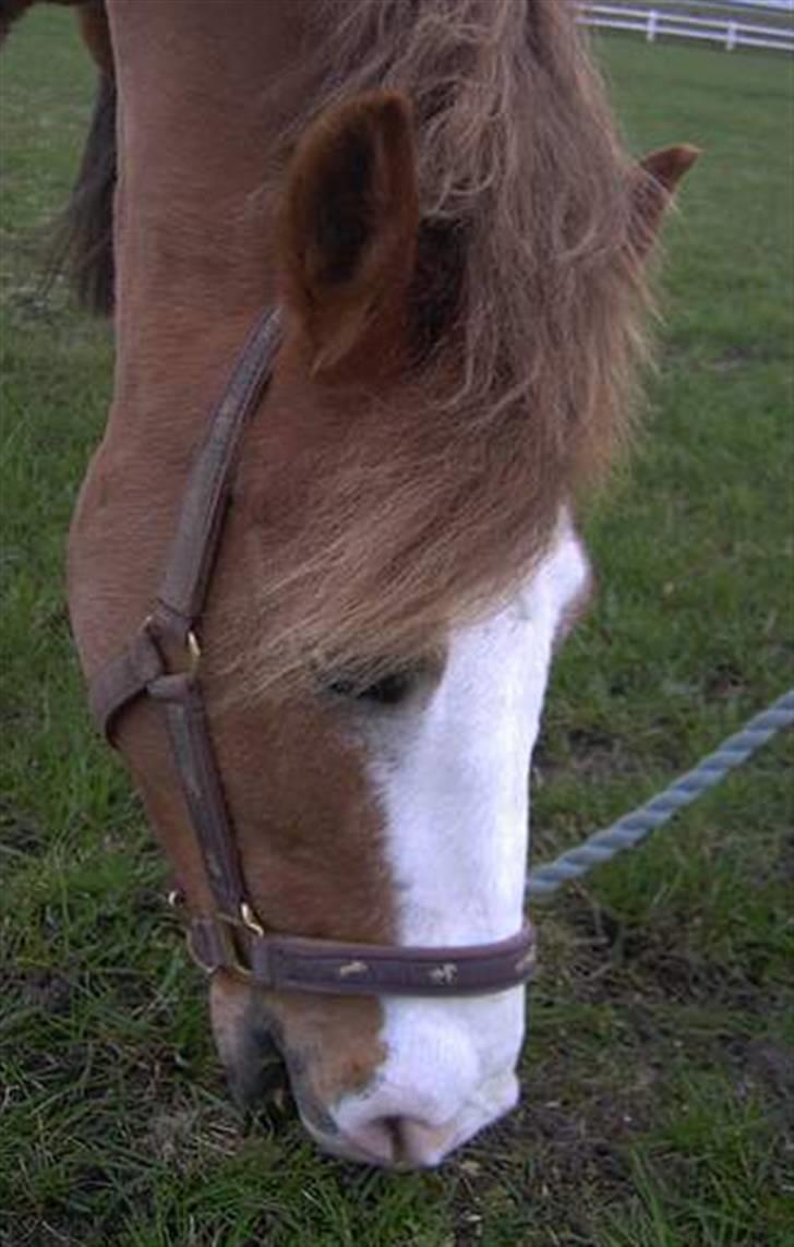 Anden særlig race Jack - Mmmm...gumle gumle..!!!! billede 12