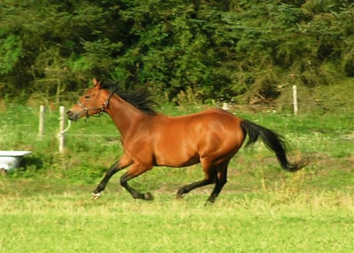 Trakehner Rocetta solgt tidliger hest billede 1