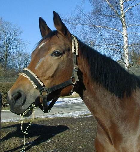 Trakehner Rocetta solgt tidliger hest billede 2