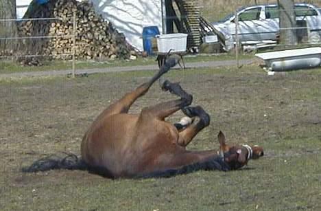 Trakehner Rocetta solgt tidliger hest billede 3