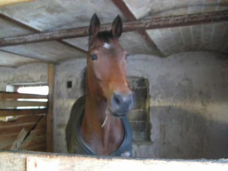 Trakehner Rocetta solgt tidliger hest billede 4