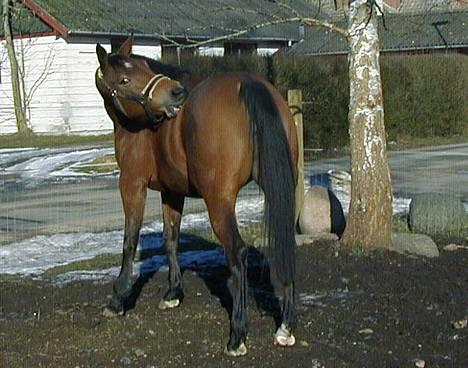 Trakehner Rocetta solgt tidliger hest billede 5