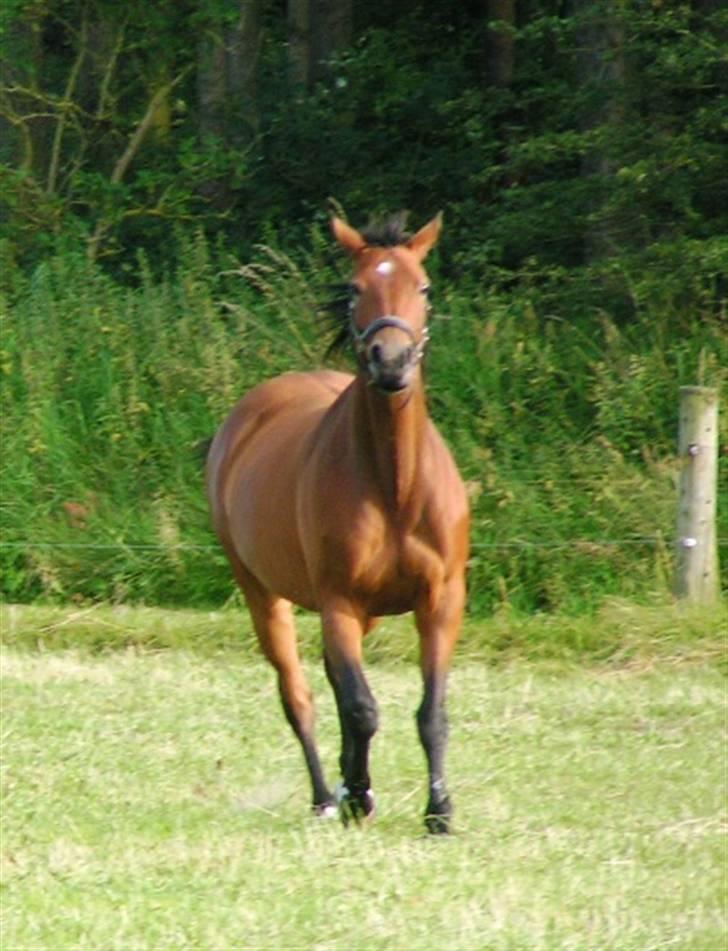 Trakehner Rocetta solgt tidliger hest billede 6