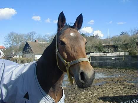 Trakehner Rocetta solgt tidliger hest billede 7