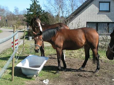 Trakehner Rocetta solgt tidliger hest billede 8