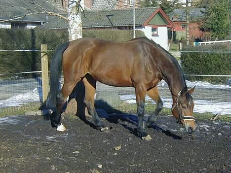 Trakehner Rocetta solgt tidliger hest billede 9