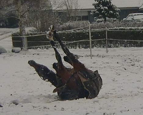 Trakehner Rocetta solgt tidliger hest billede 10