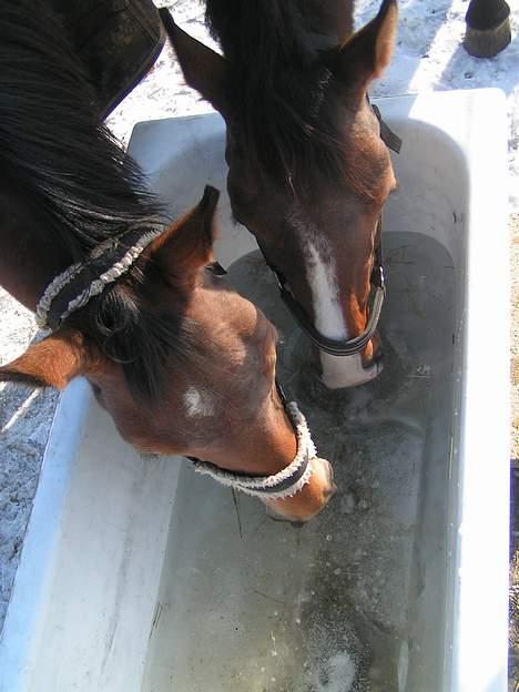 Trakehner Rocetta solgt tidliger hest billede 11