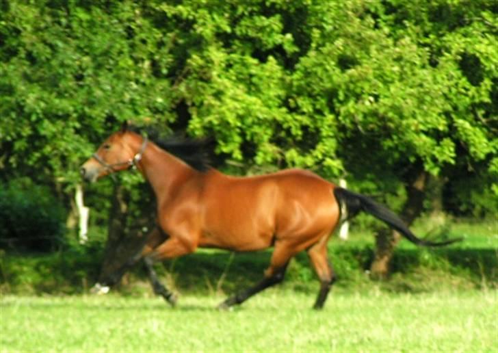 Trakehner Rocetta solgt tidliger hest billede 12
