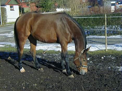 Trakehner Rocetta solgt tidliger hest billede 13