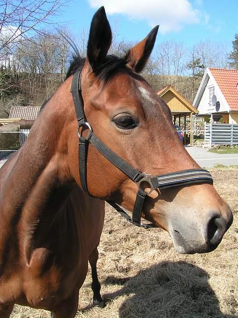 Trakehner Rocetta solgt tidliger hest billede 14